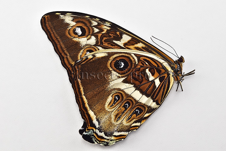 Morpho cisseis jeannoti A1 ♂ GOOD FORM - Image 2