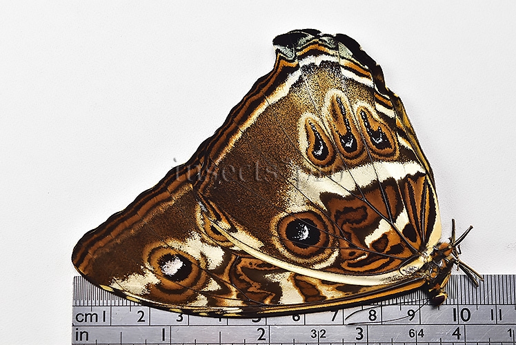 Morpho cisseis jeannoti A1 ♂ GOOD FORM - Image 3