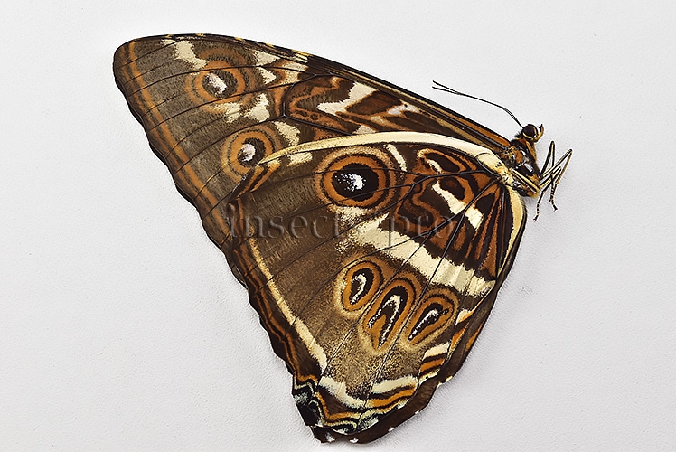 Morpho cisseis jeannoti A1 ♂ GOOD LIGHT OCHRE FORM - Image 2