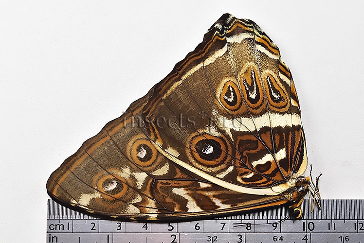 Morpho cisseis jeannoti A1 ♂ GOOD LIGHT OCHRE FORM - Image 3