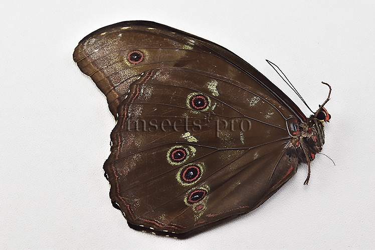 Morpho menelaus occidentalis ♂ - Image 2