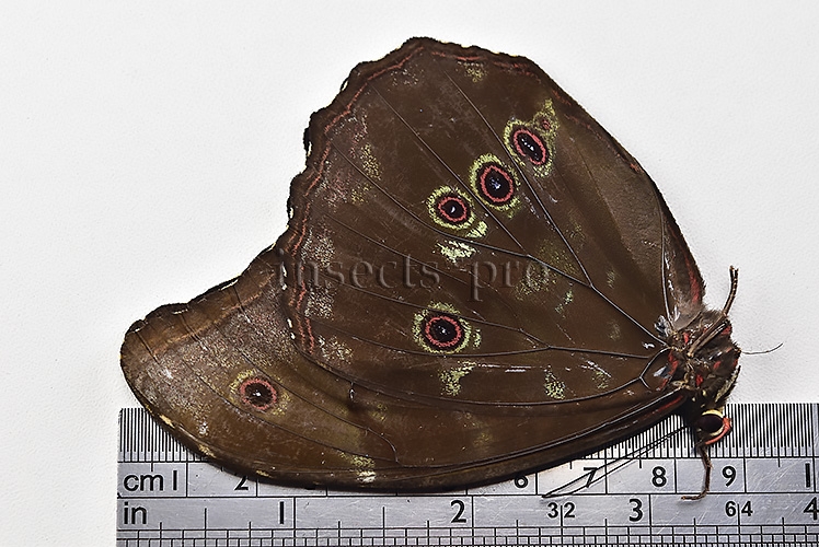Morpho menelaus occidentalis ♂ - Image 3
