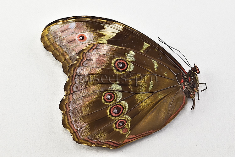 Morpho menelaus occidentalis ♀ - Image 2