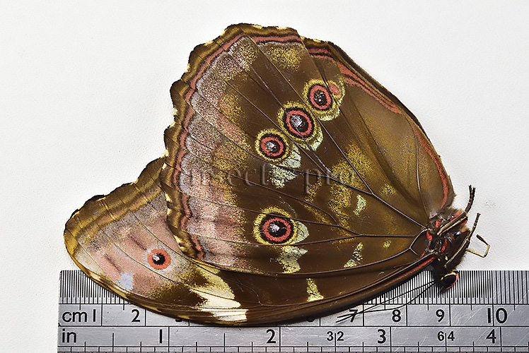 Morpho menelaus occidentalis ♀ - Image 3