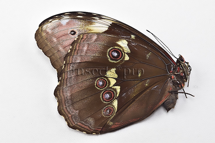 Morpho menelaus occidentalis ♀ - Image 2