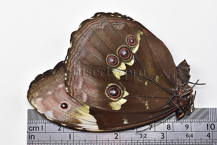 Morpho menelaus occidentalis ♀ - Image 3