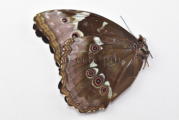 Morpho menelaus occidentalis ♀ - Image 2