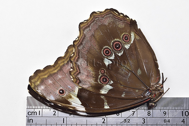 Morpho menelaus occidentalis ♀ - Image 3