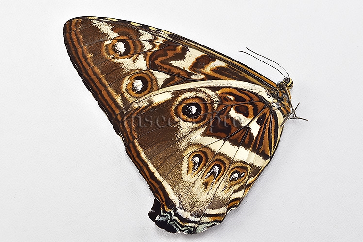 Morpho cisseis jeannoti ♂ - Image 2