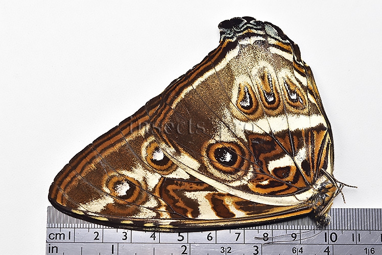 Morpho cisseis jeannoti ♂ - Image 3