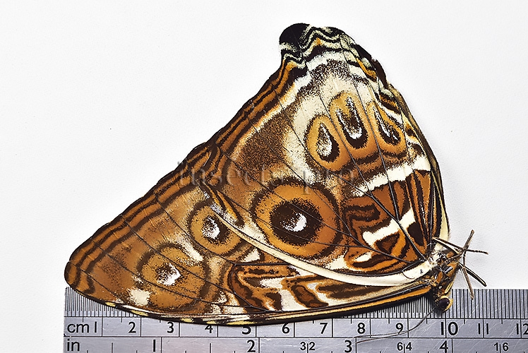 Morpho cisseis jeannoti ♂ RARE BIG OCELLI - Image 4