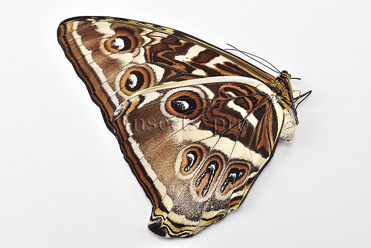 Morpho cisseis gahua A1 ♀ GOOD FORM FEMALE - Image 2