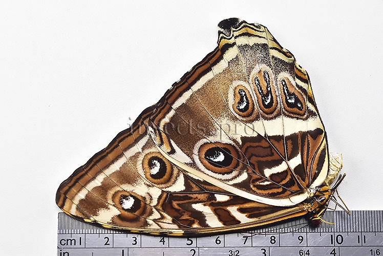 Morpho cisseis gahua A1 ♀ GOOD FORM FEMALE - Image 3