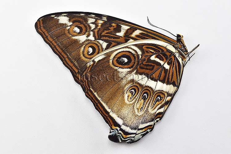 Morpho cisseis gahua A1 ♂ - Image 2