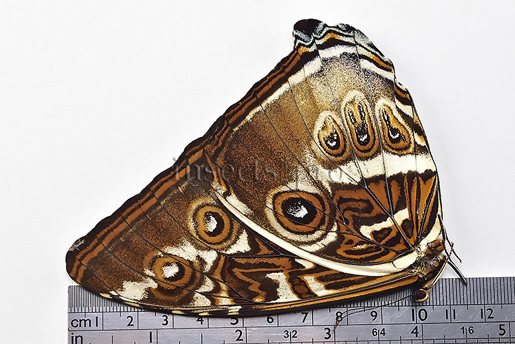 Morpho cisseis gahua A1 ♂ - Image 3