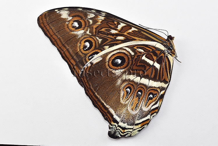 Morpho cisseis gahua ♂ - Image 2