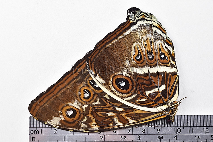 Morpho cisseis gahua ♂ - Image 3