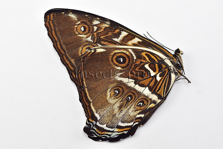 Morpho cisseis phanodemus ♂ RARE from lowland areas - Image 2
