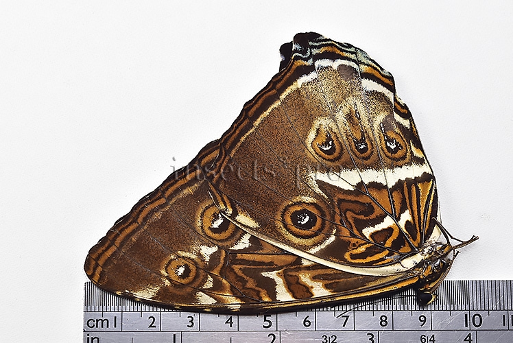 Morpho cisseis phanodemus ♂ RARE from lowland areas - Image 3