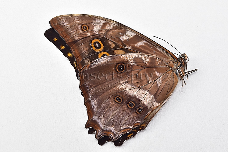 Morpho amphitryon cinereus ♂ - Image 2
