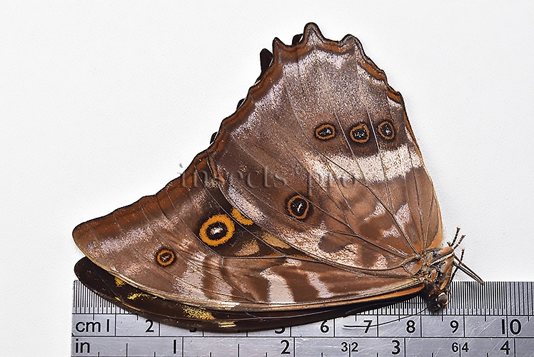 Morpho amphitryon cinereus ♂ - Image 3