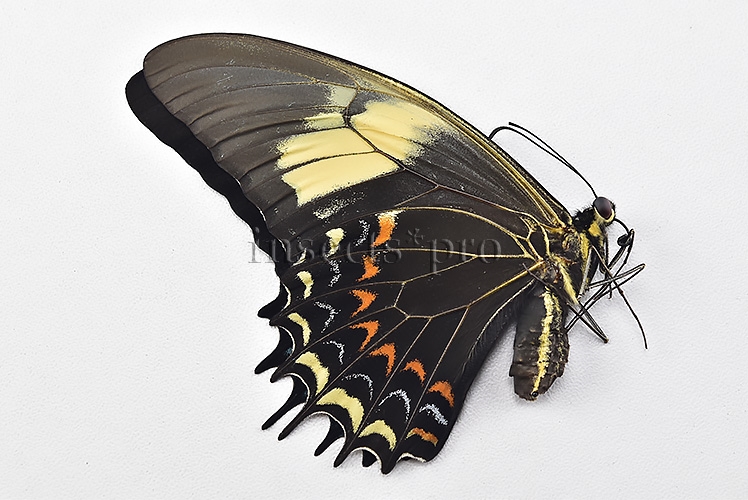 Heraclides androgeus androgeus ♀ - Image 2