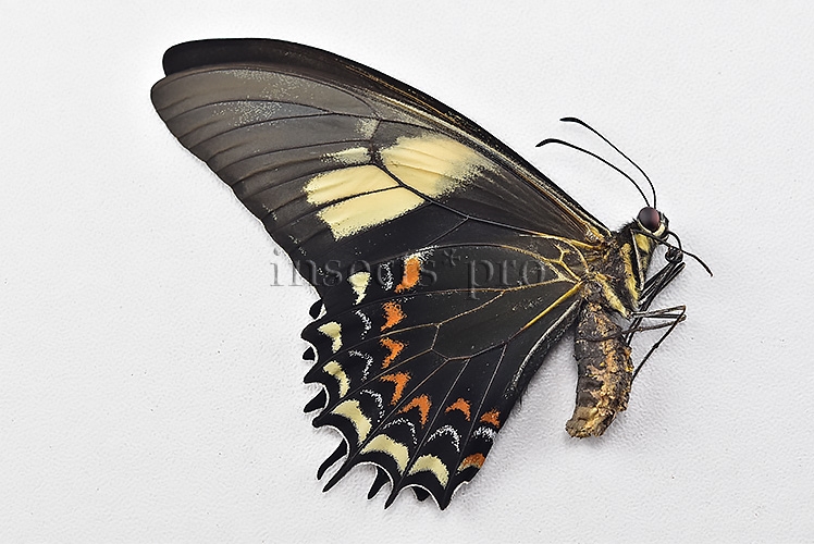 Heraclides androgeus androgeus A1 ♀ - Image 2