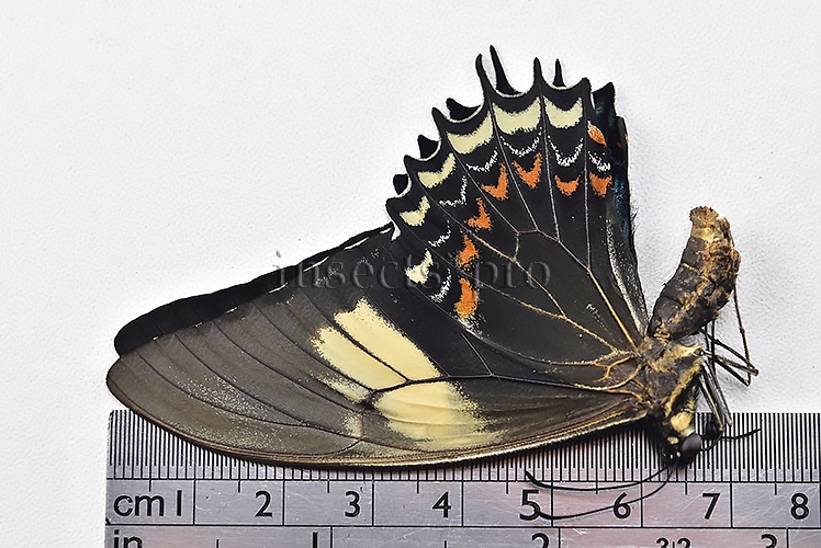Heraclides androgeus androgeus A1 ♀ - Image 3