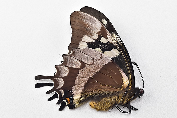 Pterourus warscewiczii mercedes ♀ RARE FEMALE - Image 2