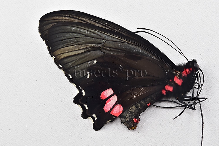 Parides vertumnus bogotanus A1 *GYNANDROMORPH* ⚥ VERY RARE MOSAIC