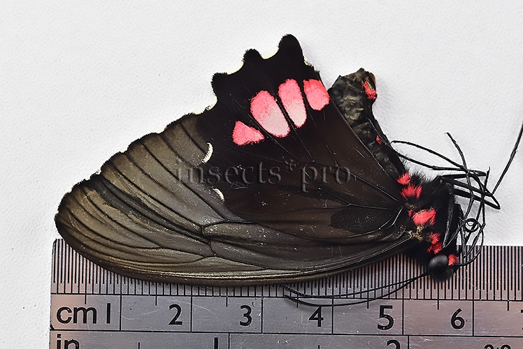 Parides vertumnus bogotanus A1 *GYNANDROMORPH* ⚥ VERY RARE MOSAIC - Image 2
