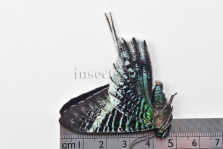 Urania leilus A1 ♂ ABERRATION* - Image 3