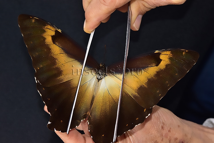 Morpho cisseis jeannoti A1 ♂ OCHRE SPECIMEN