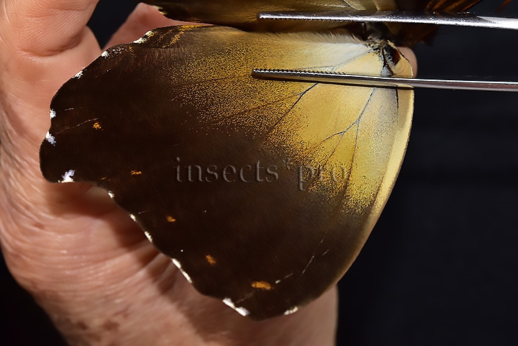 Morpho cisseis jeannoti A1 ♂ OCHRE SPECIMEN - Image 4