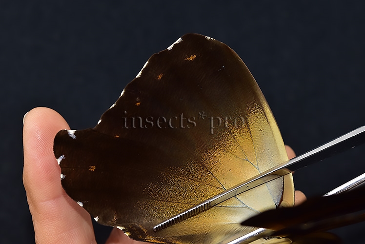 Morpho cisseis jeannoti A1 ♂ OCHRE SPECIMEN - Image 5