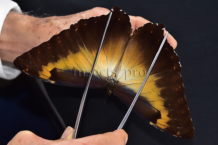 Morpho cisseis jeannoti A1 ♂ OCHRE SPECIMEN - Image 6