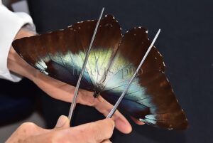 Morpho cisseis jeannoti ♂ BLUE FORM**