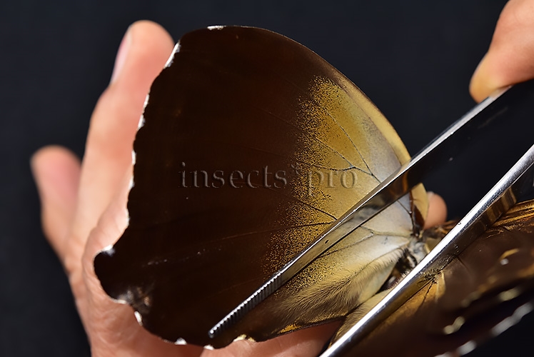 Morpho cisseis jeannoti A1 ♂ - Image 5