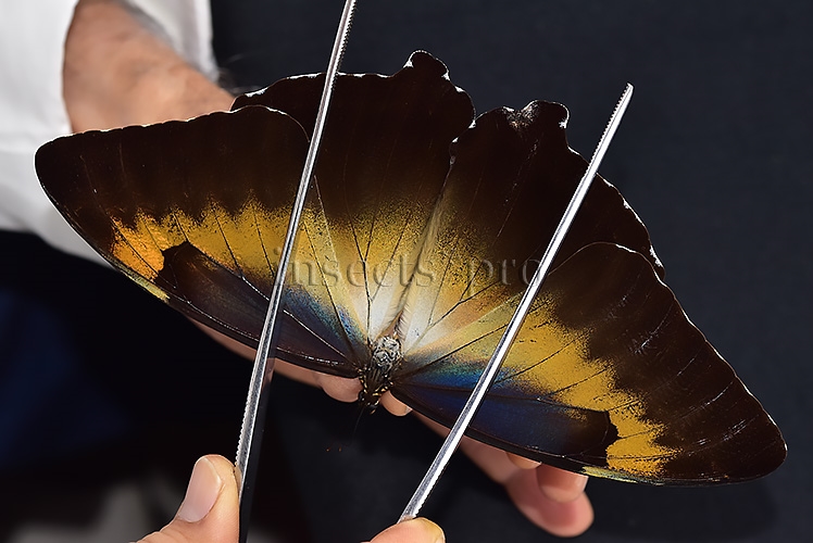 Morpho cisseis jeannoti A1 ♂