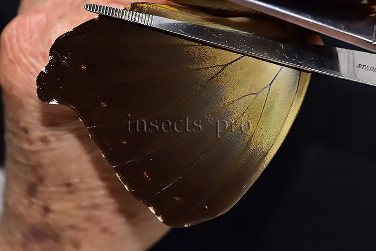 Morpho cisseis jeannoti A1 ♂ - Image 4