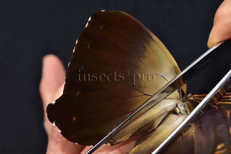 Morpho cisseis jeannoti A1 ♂ - Image 5