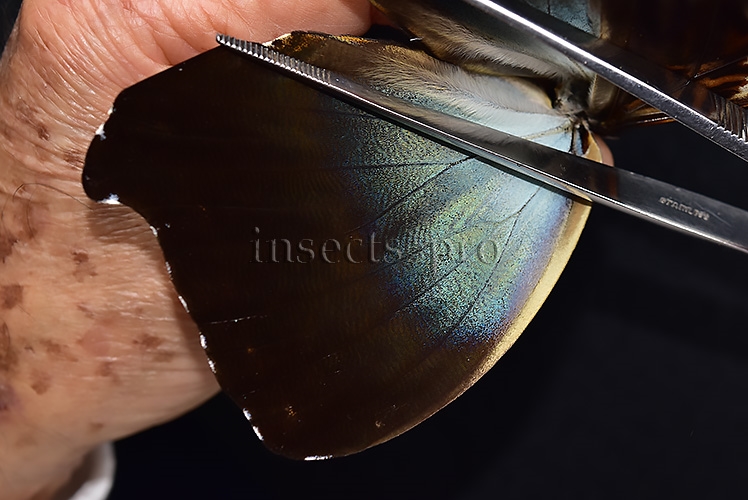 Morpho cisseis jeannoti ♂ - Image 4