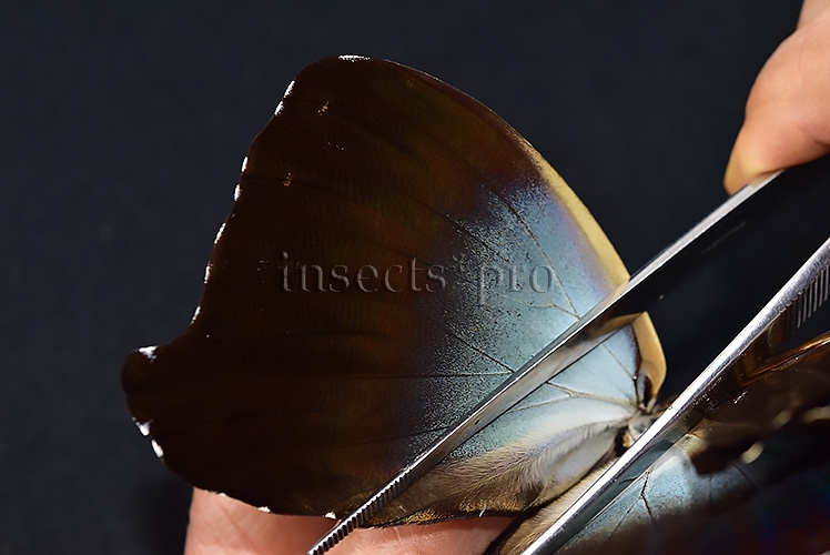 Morpho cisseis jeannoti ♂ - Image 5
