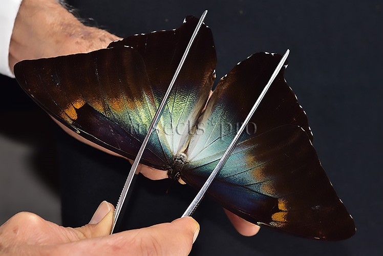 Morpho cisseis jeannoti ♂