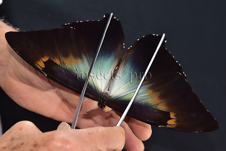 Morpho cisseis jeannoti ♂ - Image 6