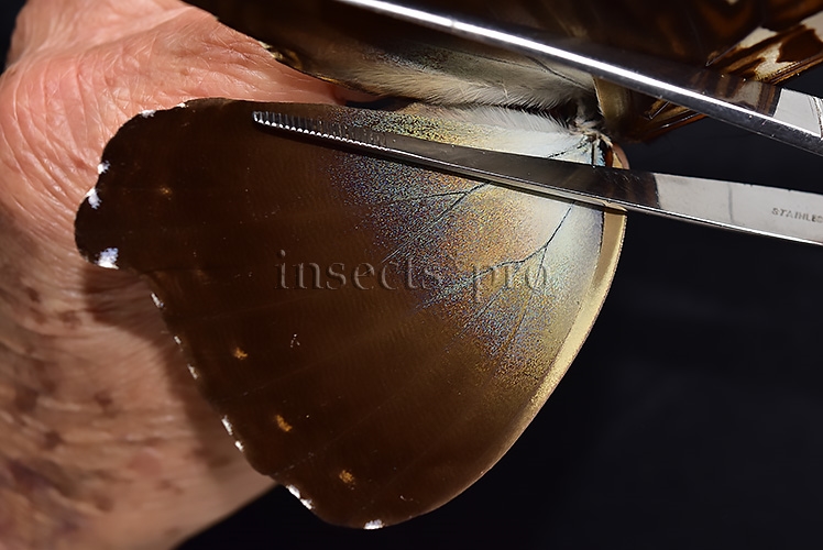 Morpho cisseis jeannoti ♂ RARE TWO COLORS - Image 4