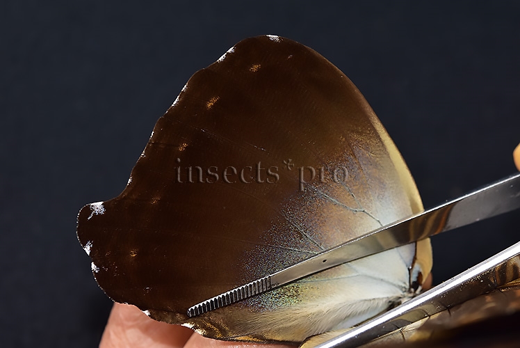 Morpho cisseis jeannoti ♂ RARE TWO COLORS - Image 5