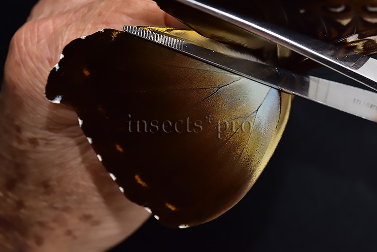 Morpho cisseis jeannoti A1 ♂ GOOD FORM - Image 4
