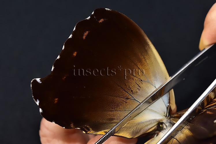 Morpho cisseis jeannoti A1 ♂ GOOD FORM - Image 5