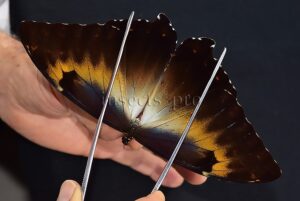 Morpho cisseis jeannoti A1 ♂ GOOD FORM